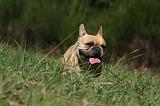 BOULEDOGUE FRANCAIS 874